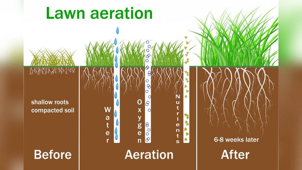 Aerating Zoysia Grass Tips for Compact Soils: Expert Lawn Care Guide