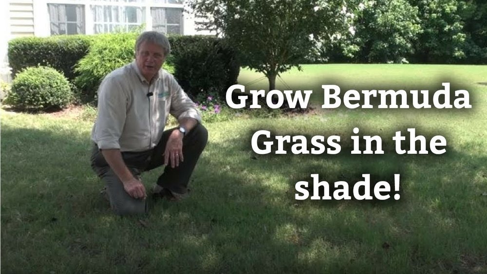 Can Bermuda Grass Grow in Shade: Expert Tips for Lush Lawns