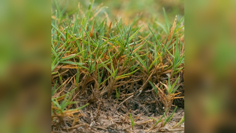 Can You Plant Bermuda Grass in the Summer: Expert Tips for Success