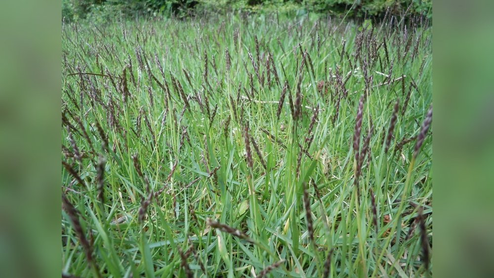 Can Zoysia Grass Be Grown from Seed: Ultimate Guide to Success