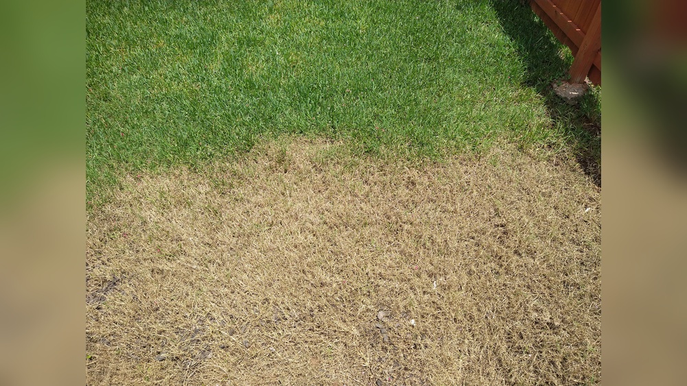Does Atrazine Kill Bermuda Grass: Effective Weed Control Tips