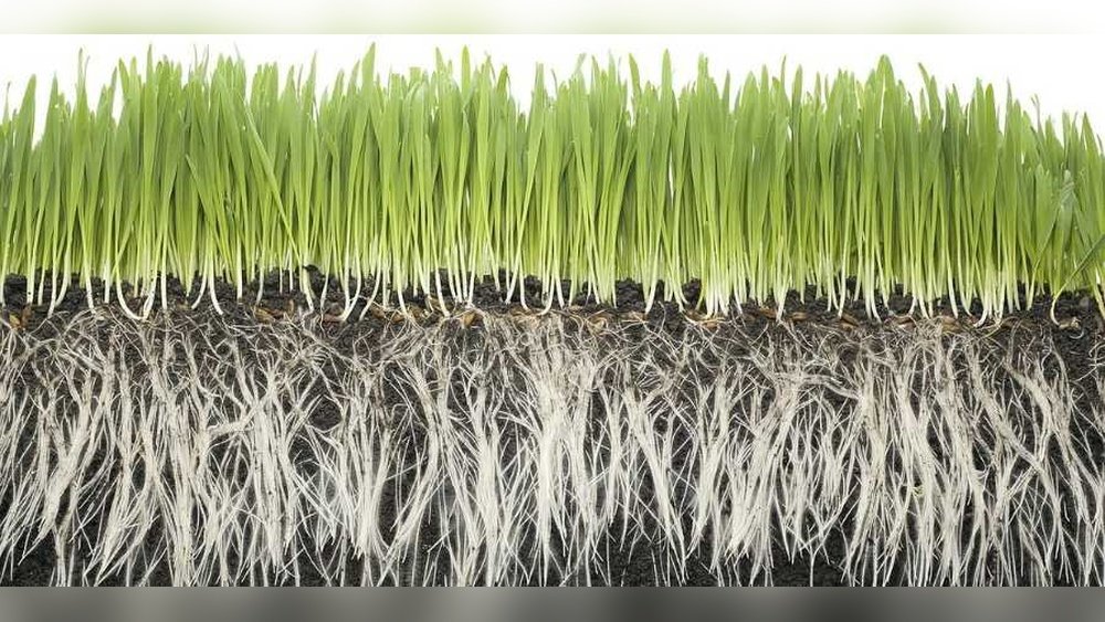 How Deep Do Bermuda Grass Roots Grow: Ultimate Growth Secrets Revealed