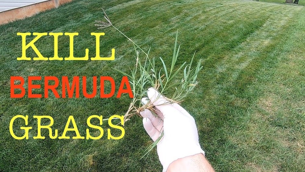 How Do You Kill Bermuda Grass: Proven Methods That Work Fast