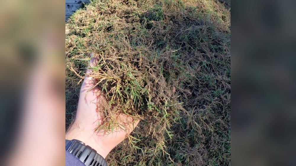 How Do You Sprig Bermuda Grass: Expert Tips for a Lush Lawn