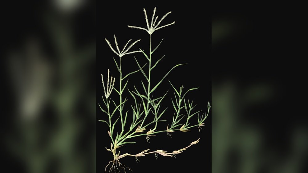 How Does Bermuda Grass Grow: Secrets to Lush, Green Lawns