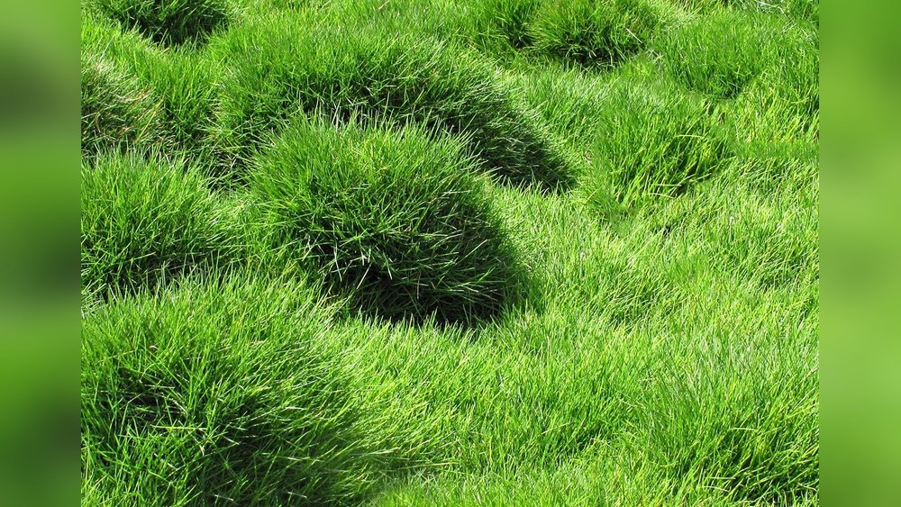 How Does Zoysia Grass Grow: Secrets to Lush, Green Lawns