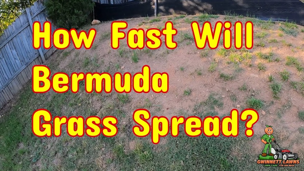 How Fast Does Bermuda Grass Grow: Ultimate Growth Speed Guide