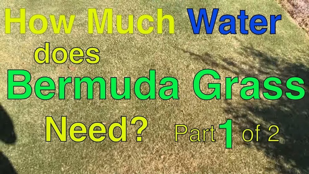 How Much Water Does Bermuda Grass Require: Expert Tips Revealed