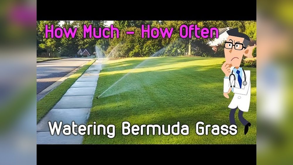How Often Water Bermuda Grass: Ultimate Guide for a Lush Lawn