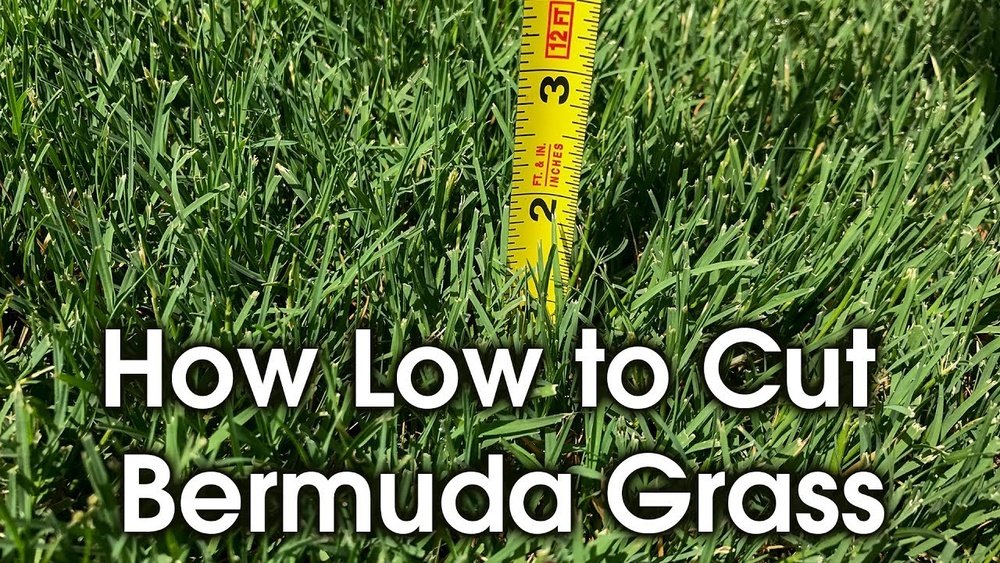 How Short Should You Cut Bermuda Grass: Expert Tips for a Lush Lawn