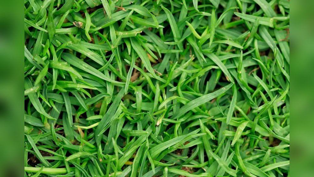 How to Care for Bermuda Grass in South Carolina: Expert Tips Revealed