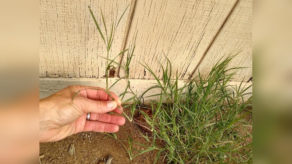 How to Eliminate Bermuda Grass: Proven Tips for a Weed-Free Lawn