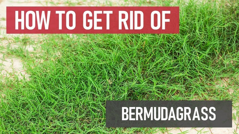 How to Get Rid of Bermuda Grass in My Lawn: Ultimate Removal Guide