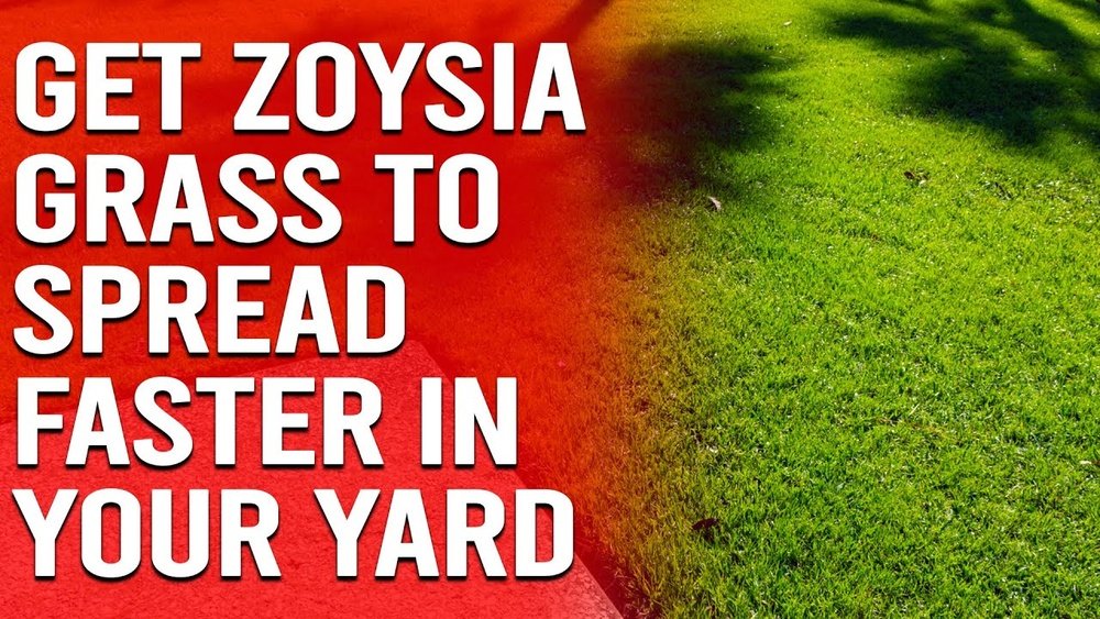 How to Get Zoysia Grass to Spread Faster: Expert Tips Revealed
