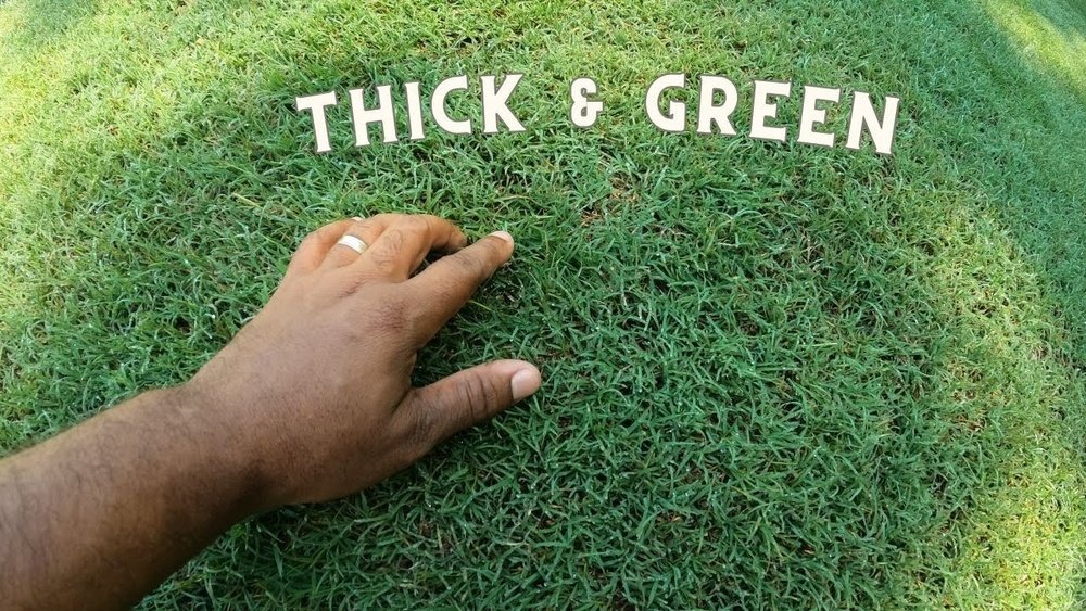 How to Make Bermuda Grass Thicker: Ultimate Tips for a Lush Lawn