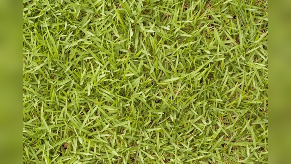 How to Plant Bermuda Grass Seed in Texas: Ultimate Guide for Lush Lawns