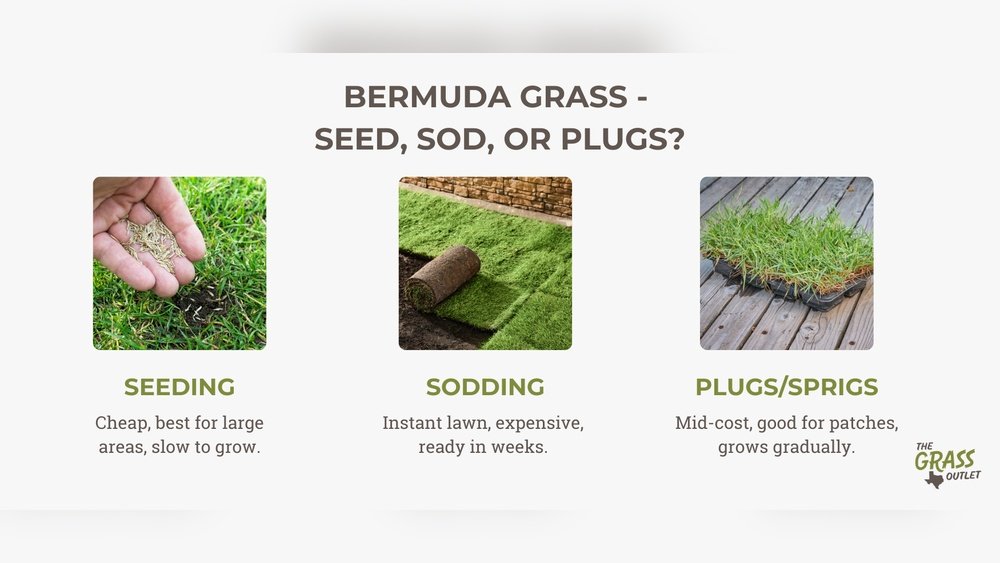 How to Plant Bermuda Grass: Expert Tips for a Lush Lawn