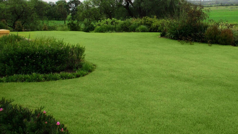 How to Revive Zoysia Grass After a Harsh Winter: Expert Tips