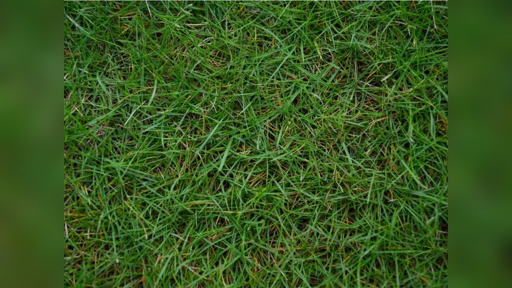 How to Sow Bermuda Grass: Easy Steps for a Lush Lawn