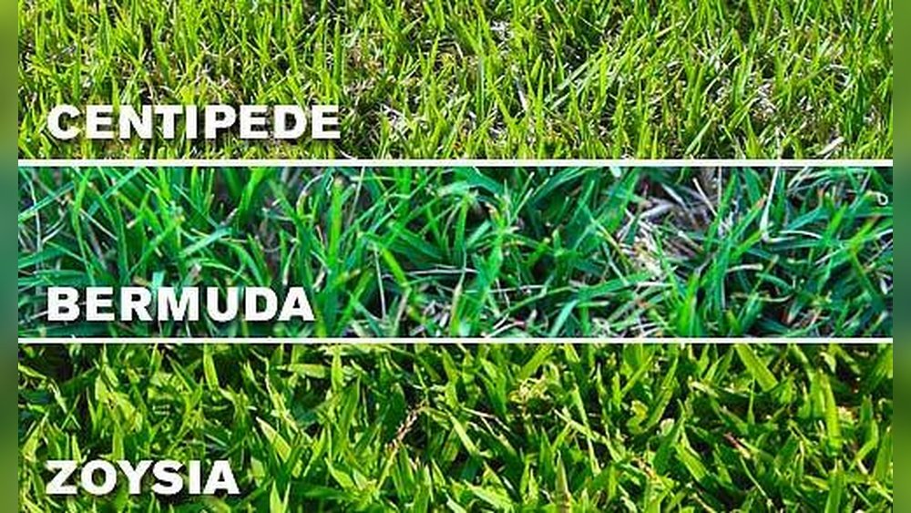 Is Bermuda Grass a Warm Season Grass: Ultimate Guide to Growth
