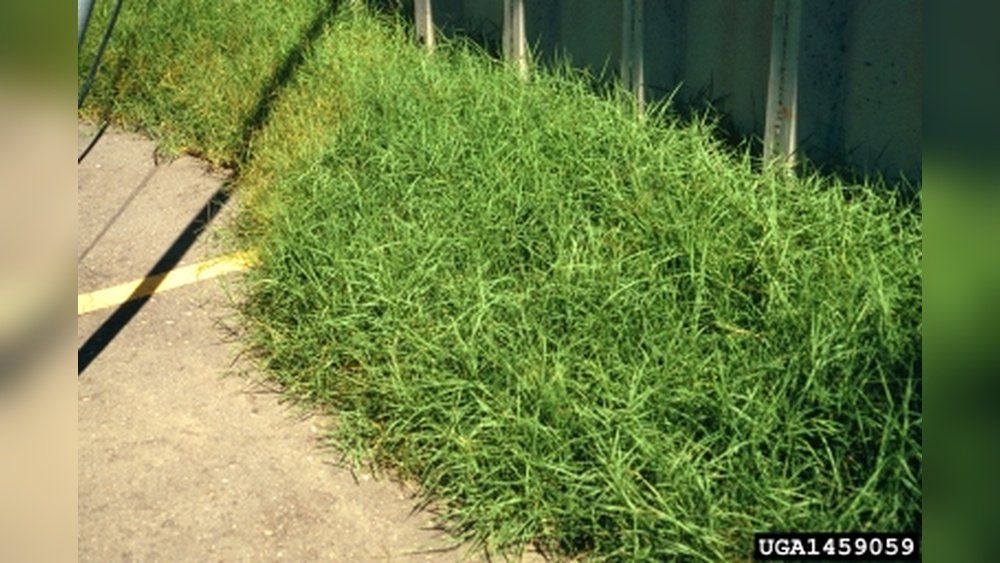 Is Bermuda Grass Native to Texas? Discover the Truth Today!