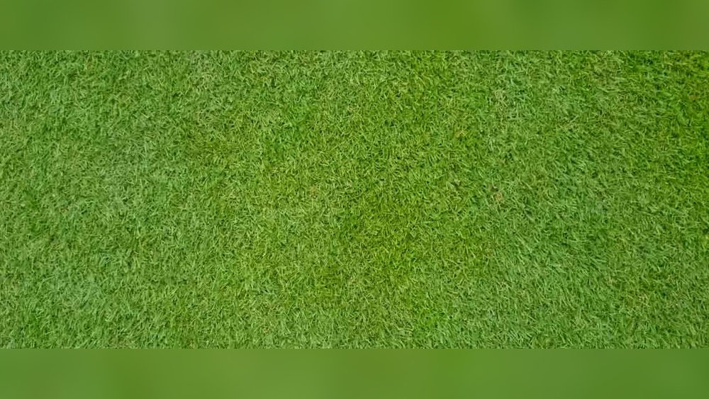 Is Bermuda Grass Perennial: Ultimate Guide to Lawn Durability