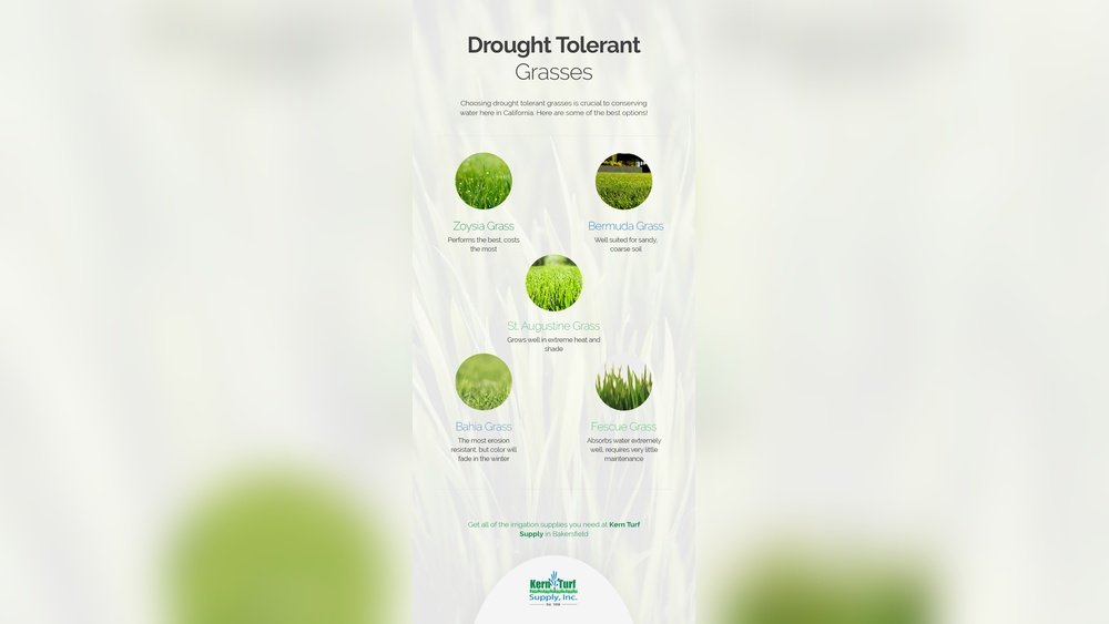 Is Zoysia Grass Drought Tolerant: Ultimate Guide to Resilient Lawns