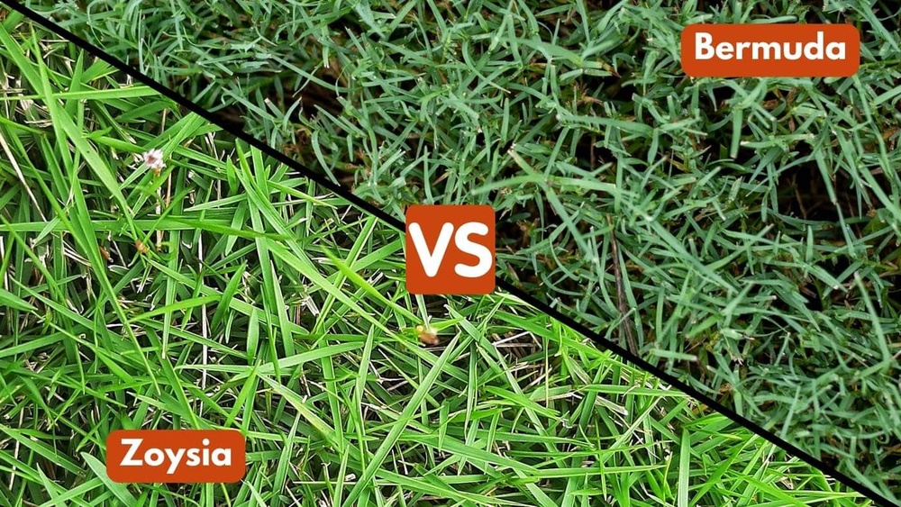 Is Zoysia Grass Expensive? Uncover the True Cost Today