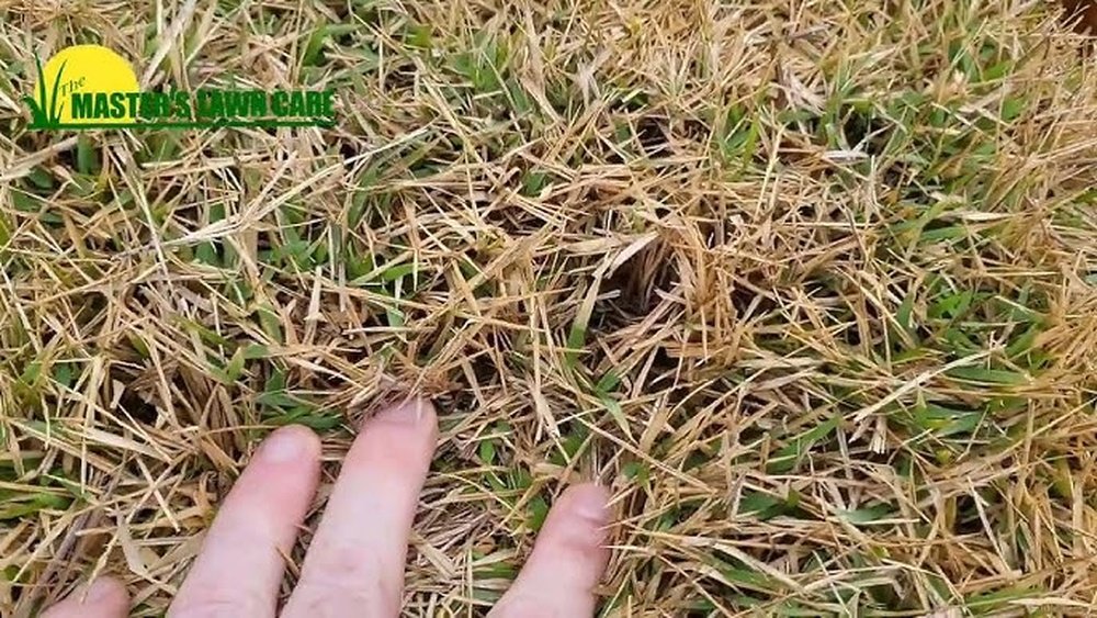 My Zoysia Grass is Turning Brown: Quick Fixes for a Lush Lawn