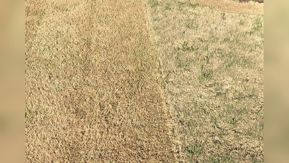 Should You Scalp Bermuda Grass in the Spring: Expert Tips Revealed