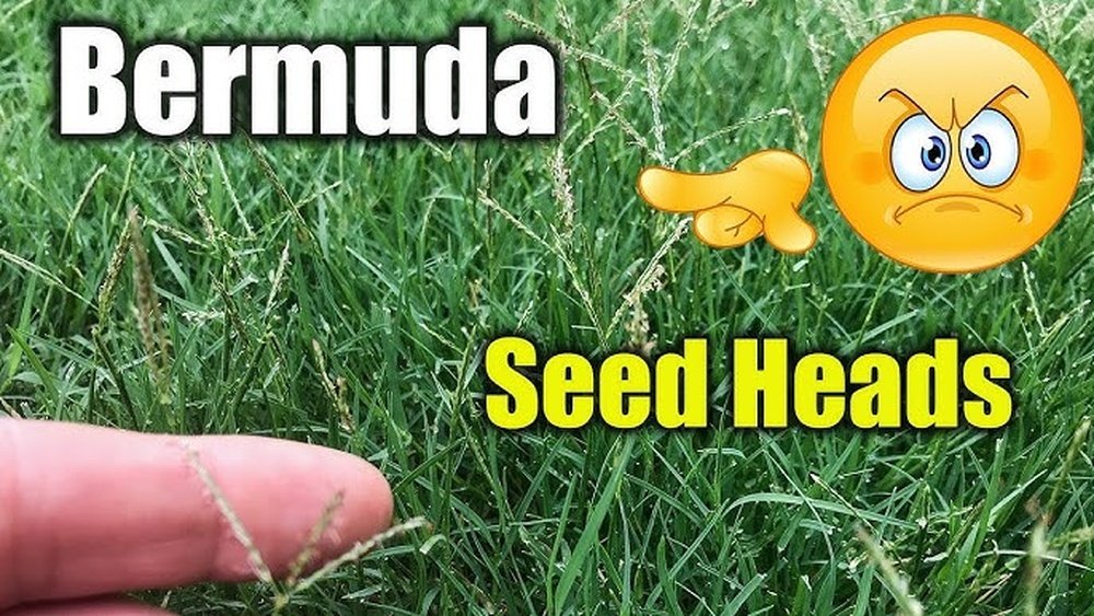 What Do Bermuda Grass Seeds Look Like: Ultimate Identification Guide