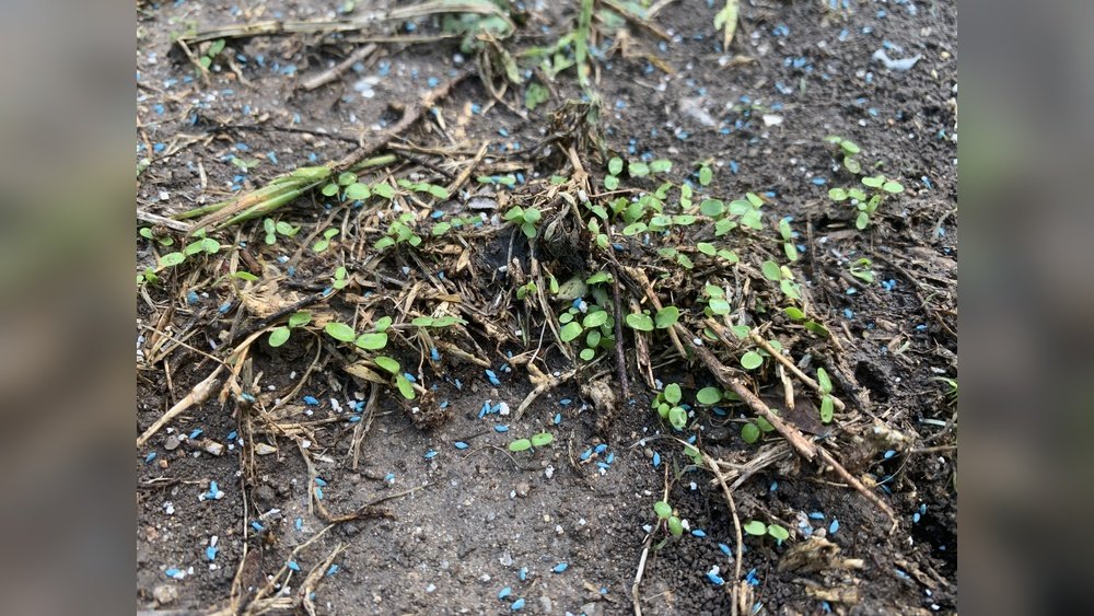 What Does Bermuda Grass Look Like When It First Sprouts: Key Signs Revealed