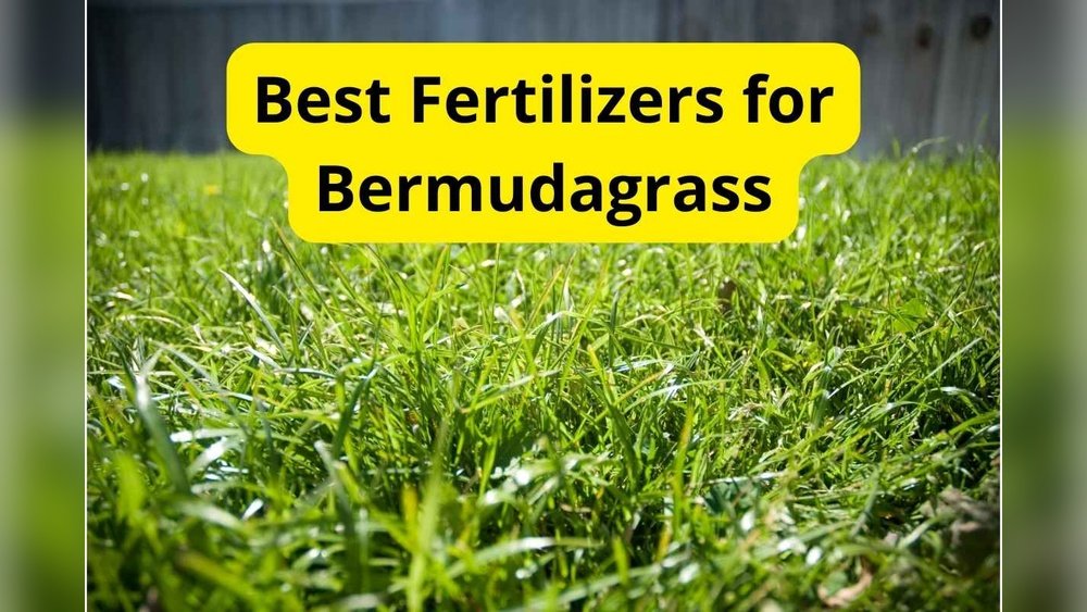 What Fertilizer for Bermuda Grass: Ultimate Guide for Lush Lawns