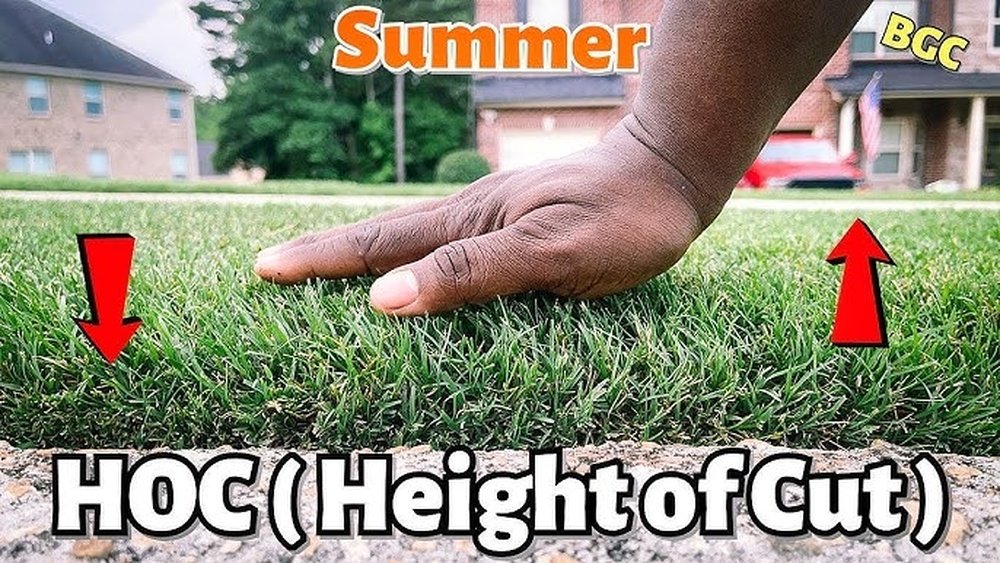 What Height to Cut Bermuda Grass in Summer: Expert Tips Revealed
