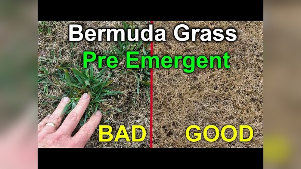 What is a Good Pre Emergent for Bermuda Grass: Top Effective Choices