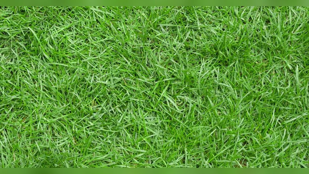 What is Zoysia Grass Maintenance: Essential Tips for Lush Lawns