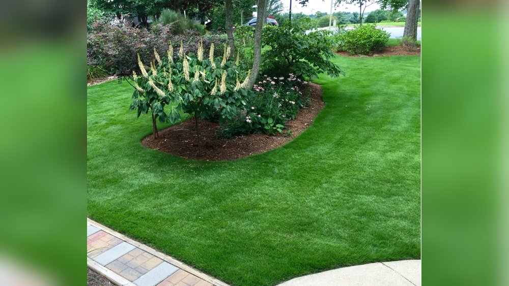 What is Zoysia Grass Used for: Ultimate Lawn & Landscape Benefits
