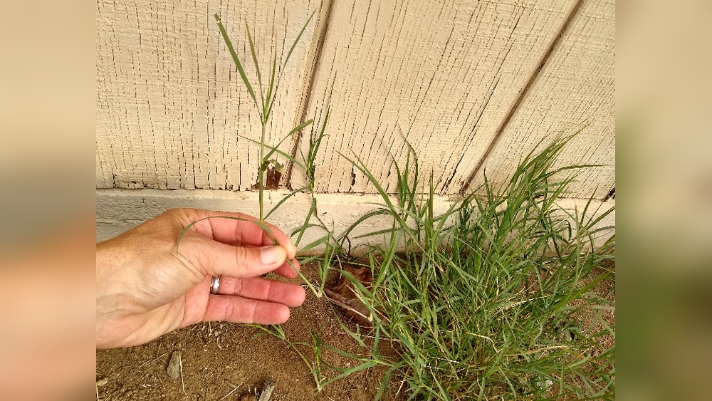 What Kills Bermuda Grass Only: Effective Solutions That Work Fast