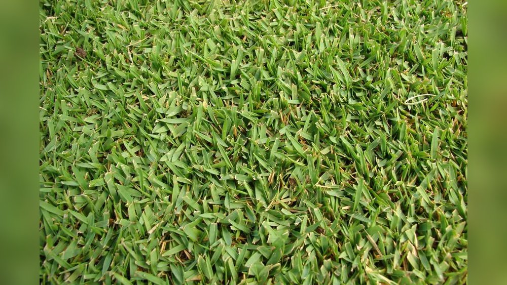 When Should Zoysia Grass Be Fertilized: Expert Tips for Lush Lawns