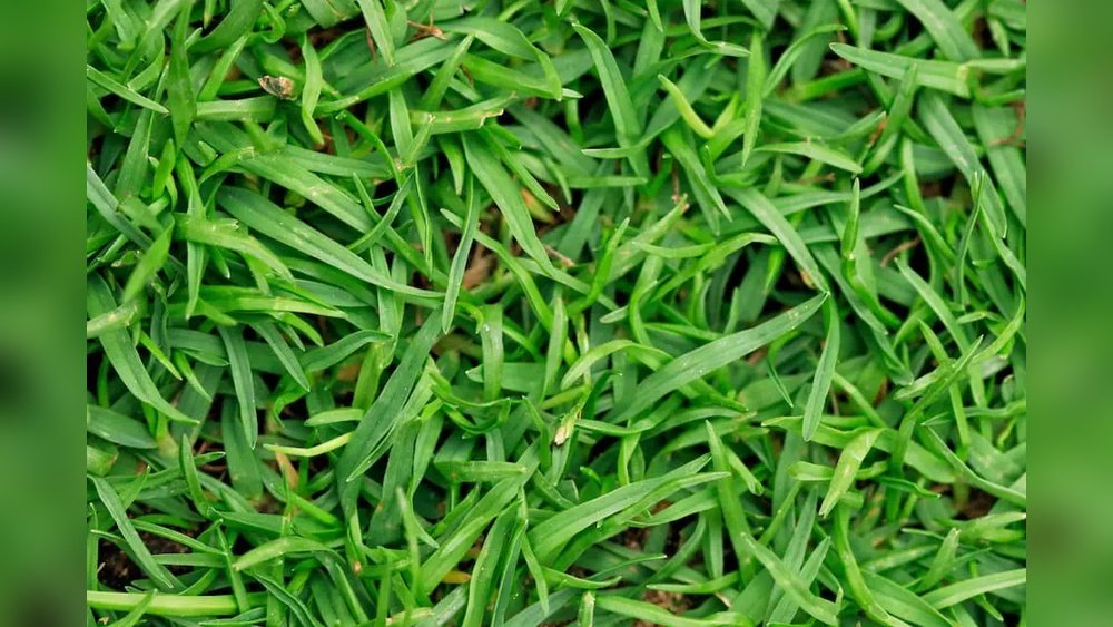 When to Fertilize Bermuda Grass in Nc: Expert Timing Tips
