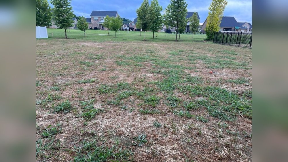 When to Plant Bermuda Grass in Tennessee: Best Time for Lush Lawns