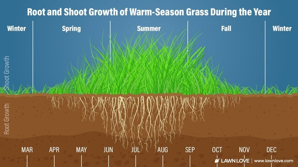 When to Plant Bermuda Grass Seed in Oklahoma: Best Timing Tips