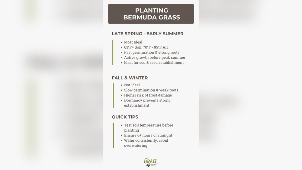 When to Put Bermuda Grass Seed Down: Ultimate Timing Guide