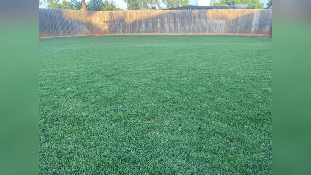 When to Reseed Bermuda Grass: Essential Tips for a Lush Lawn