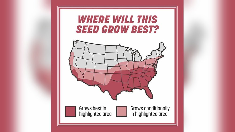 Where Does Zoysia Grass Grow Best: Ultimate Guide for Lush Lawns