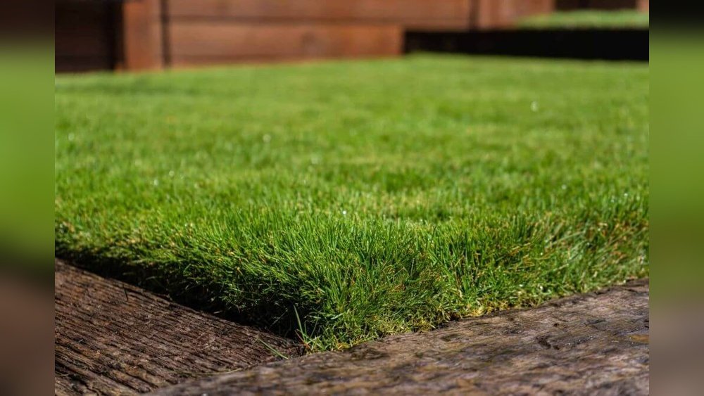 Who Sells Zoysia Grass near Me: Top Local Suppliers Revealed