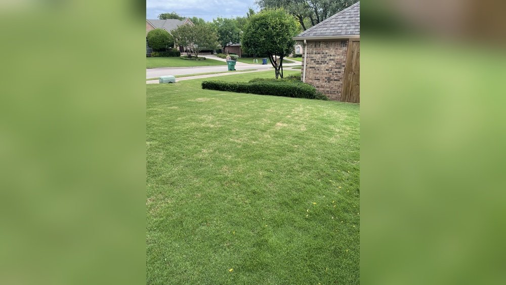 Why is My Zoysia Grass Thinning: Top Causes & Easy Fixes