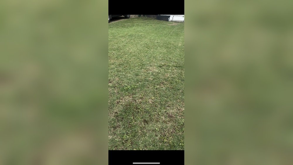 Will Bermuda Grass Choke Out Weeds: Effective Lawn Control Tips