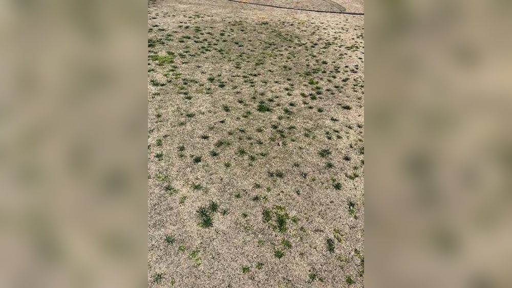Will Roundup Kill Bermuda Grass? Effective Lawn Control Tips