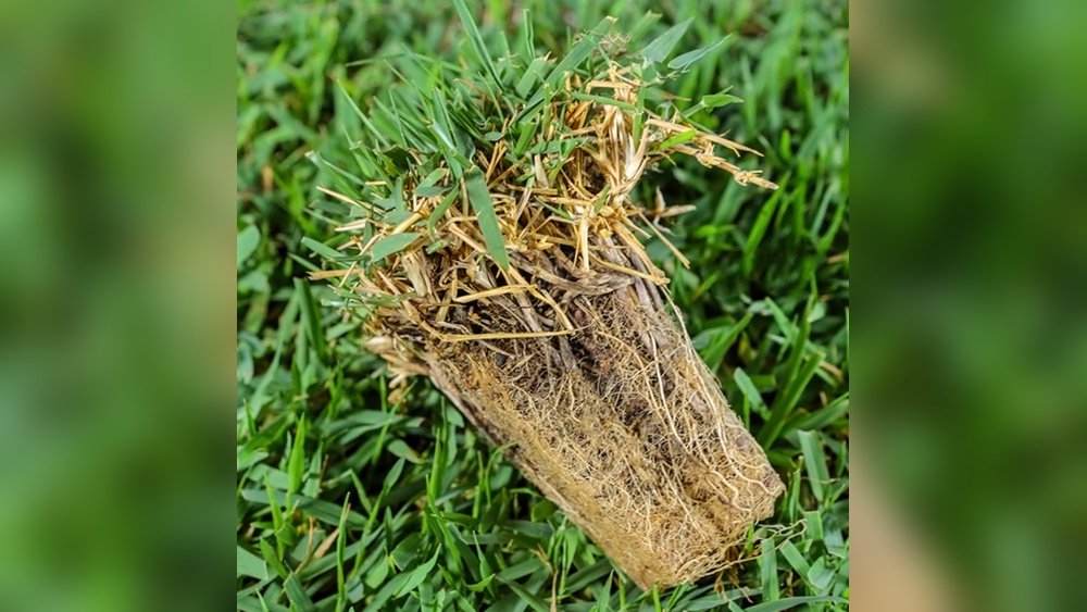 Will Zoysia Grass Choke Out Weeds: Effective Lawn Defense Tips